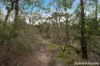 Lot 6 Royal Pde, Riddells Creek, Vic 3431-Image