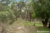 Lot 6 Royal Pde, Riddells Creek, Vic 3431-Image