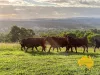 Lot 6, . RURAL ROAD, Nanango, Qld 4615-Image