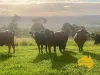 Lot 6, . RURAL ROAD, Nanango, Qld 4615-Image
