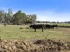Lot 63, McCullochs Road, Tocumwal, NSW 2714-Image