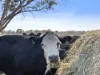 Lot 63, McCullochs Road, Tocumwal, NSW 2714-Image