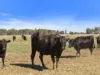 Lot 63, McCullochs Road, Tocumwal, NSW 2714-Image