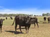 Lot 63, McCullochs Road, Tocumwal, NSW 2714-Image