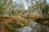 Lot 638, Wild River Road, Millstream, Qld 4888-Image