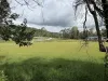 Lot 7 Geiger Road, Canungra, Qld 4275-Image