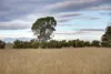 Lot 71 Old School Drive, Peake, SA 5301-Image