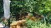 Lot 75 Neilson Lane, Lorne, NSW 2439-Image