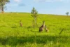 Lot 78 Provence Close, Sancrox, NSW 2446-Image