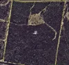 Lot 8 Basil Dr, Forest Ridge, Qld 4357