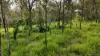 Lot 921, Bulankoff Road, Tolga, Qld 4882-Image