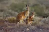 Lot A15, 22-32 Centenary Road, Hammond, SA 5431-Image