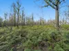 New Country Marsh Road, Levendale, Tas 7120-Image