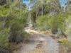 PID 1876354 North Ansons Road, Ansons Bay, Tas 7264-Image