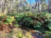 PID 2127208 North Ansons Road, Ansons Bay, Tas 7264-Image