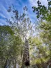 PID 2127208 North Ansons Road, Ansons Bay, Tas 7264-Image