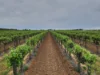 Sec 184, 200 & 271 Weaver Road, Lyrup, SA 5343-Image