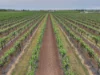 Sec 184, 200 & 271 Weaver Road, Lyrup, SA 5343-Image