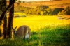 Watson Drive, Mount Compass, SA 5210-Image