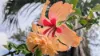6 Darley Road, Bluewater, Qld 4818-Image