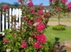 1/239 Gladstone St, Mudgee, NSW 2850-Image