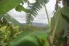 4809 Palmerston Hwy, Millaa Millaa, Qld 4886-Image