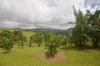 4809 Palmerston Hwy, Millaa Millaa, Qld 4886-Image