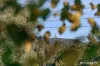 27/11 Wanderlight Avenue, Lawson, ACT 2617-Image