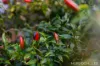 5 Regalia Close, Norwest, NSW 2153-Image