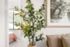 6/9 Koel Circuit, Peregian Springs, Qld 4573-Image