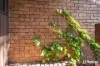 63 Dexter Street, Cook, ACT 2614-Image