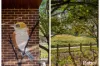 7/21 Gordon Withnall Crescent, Dunlop, ACT 2615-Image