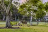 8145 Magnolia Drive West, Hope Island, Qld 4212-Image