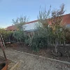 1/123 Murray Street, Finley, NSW 2713-Image
