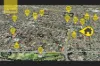 1/5 Cornelia Street, Wiley Park, NSW 2195-Image