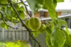 1/8 Beltana Street, Lindisfarne, Tas 7015-Image