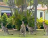 101/570 Pine Ridge Road, Coombabah, Qld 4216-Image