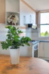 11/465 Portrush Road, Glenside, SA 5065-Image