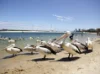 1103/378 Marine Parade, Labrador, Qld 4215-Image