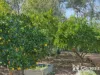 11A Nicholl Street, Glen Forrest, WA 6071-Image