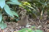 219/305-341 Coral Coast, Palm Cove, Qld 4879-Image