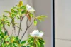 3/25 Furness Court, Kearneys Spring, Qld 4350-Image
