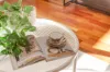 3/5 Chandos Street, Ashfield, NSW 2131-Image