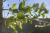 31 Sorell Street, George Town, Tas 7253-Image