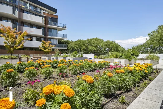 513/8 Cape Street, Dickson, ACT 2602-Image
