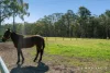 571A The Bucketts Way, Limeburners Creek, NSW 2324-Image
