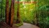 5v/71 Owen Creek Road, Forest Glen, Qld 4556-Image