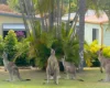 76A/570 Pine Ridge Road, Coombabah, Qld 4216-Image