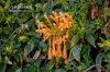 1/73 Weaponess Road, Scarborough, WA 6019-Image