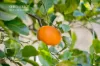 1/73 Weaponess Road, Scarborough, WA 6019-Image